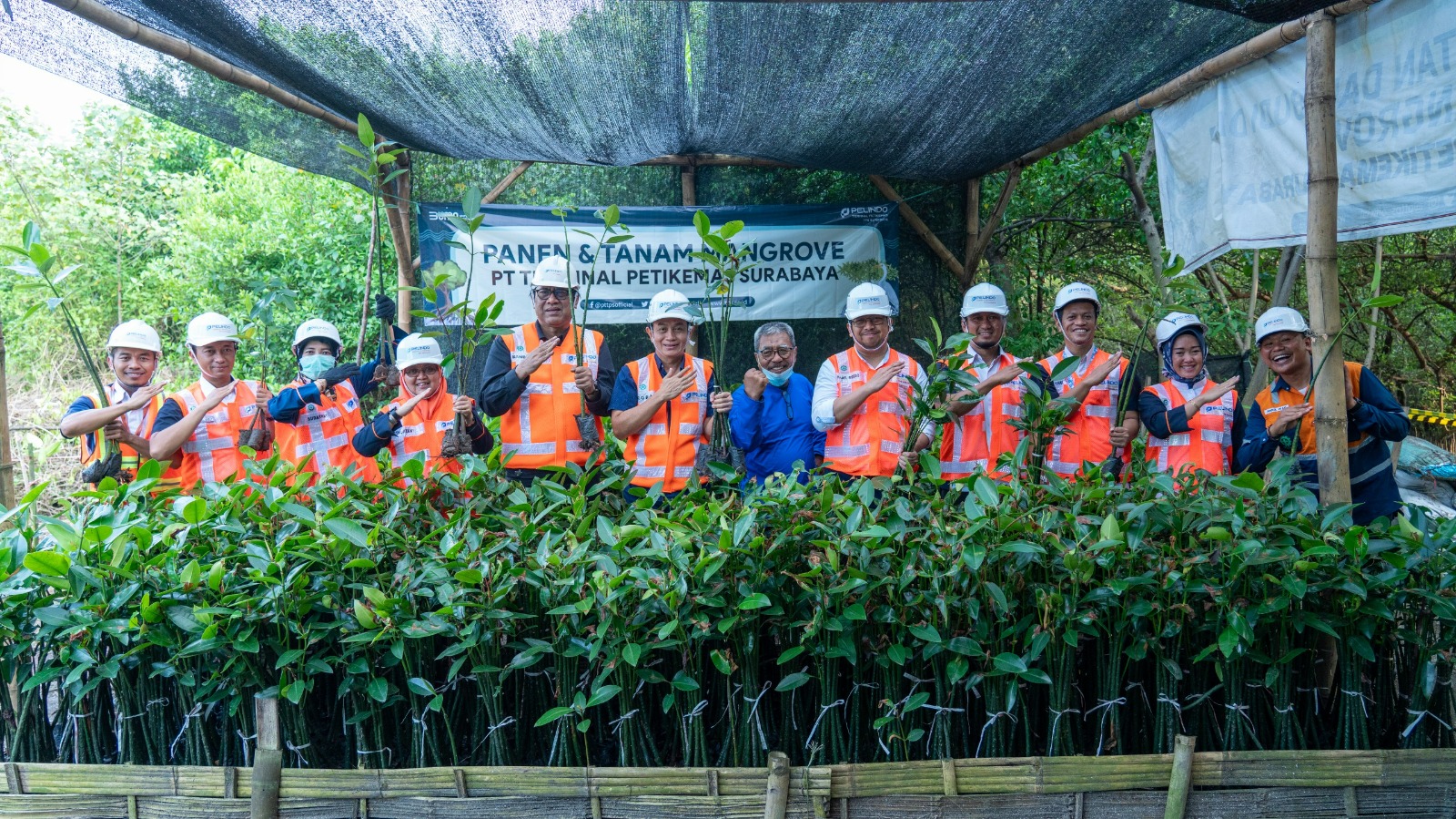 TPS Sumbang 6100 Bibit Mangroev hasil dari Konservasi dan Budidaya Mangroev di area TSP