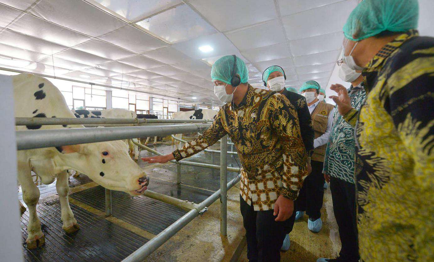 Nestlé Indonesia Resmikan Kandang Tertutup dan Serahkan 90 Sapi Perah Impor