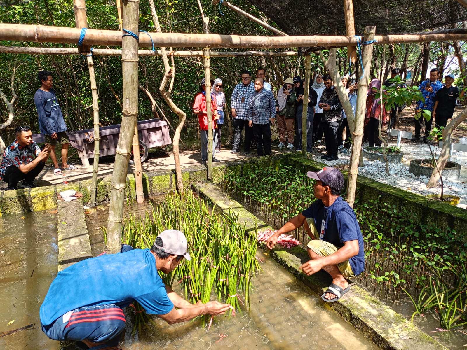 Rangkaian Benchmarking CSR: Kemen PPN/Bappenas dan Bappeda Jatim Tinjau Praktik Baik Pembibitan Mangrove PGN SAKA di Gresik
